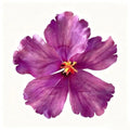 Hibiscus Hair Clip — supplier option 8